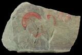 Rare, Harpides Trilobite (Pos/Neg) - Draa Valley, Morocco #89515-3